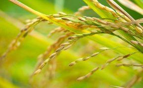 Nori sveikatos ir sėkmės Naujaisiais metais? Šis patiekalas turėtų puikuotis ant jūsų stalo