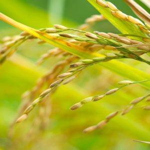 Nori sveikatos ir sėkmės Naujaisiais metais? Šis patiekalas turėtų puikuotis ant jūsų stalo