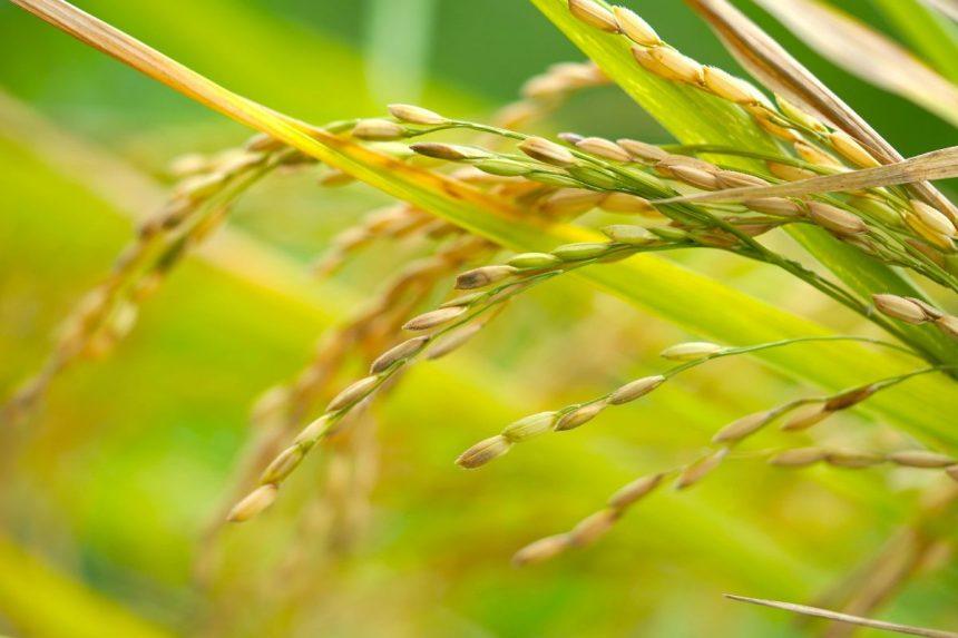 Nori sveikatos ir sėkmės Naujaisiais metais? Šis patiekalas turėtų puikuotis ant jūsų stalo