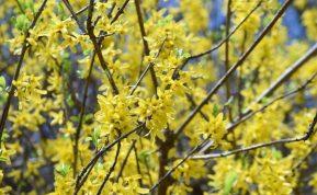 Norite, kad forsitija pavasarį sprogtų žiedais? Jei nepadarysite to dabar – bus per vėlu