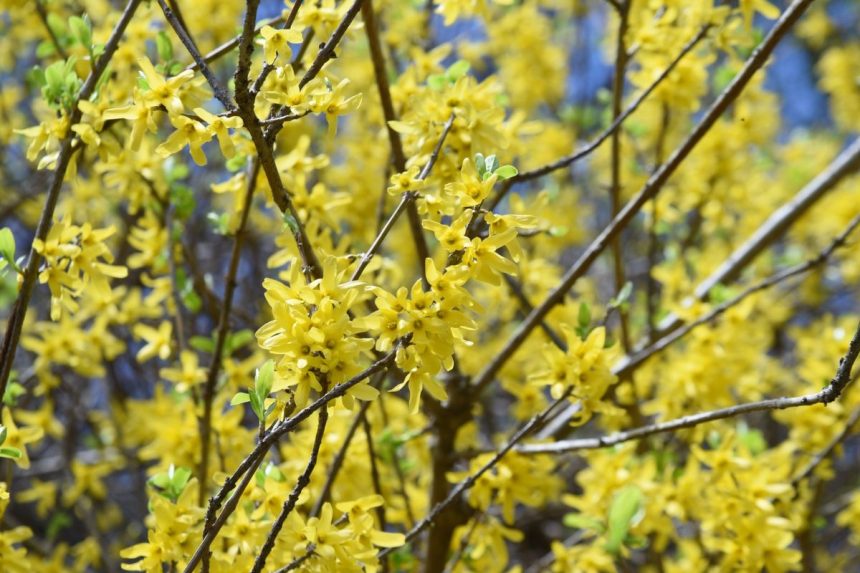 Norite, kad forsitija pavasarį sprogtų žiedais? Jei nepadarysite to dabar – bus per vėlu