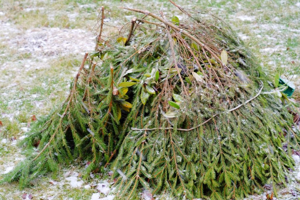 Norite, kad forsitija pavasarį sprogtų žiedais? Jei nepadarysite to dabar – bus per vėlu. Uždengimas eglišakiais arba šiaudais