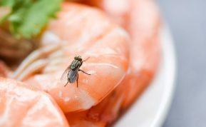 Nuo šiol namuose nebebus jokių vorų, musių ar maistinių kandžių: paprastas sprendimas!