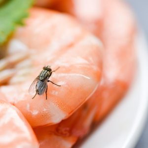 Nuo šiol namuose nebebus jokių vorų, musių ar maistinių kandžių: paprastas sprendimas!