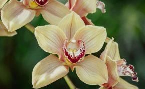 Orchidėjų priežiūros paslaptis: štai kaip nupjauti žiedynstiebius ir priversti gėlę žydėti vėl