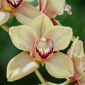 Orchidėjų priežiūros paslaptis: štai kaip nupjauti žiedynstiebius ir priversti gėlę žydėti vėl