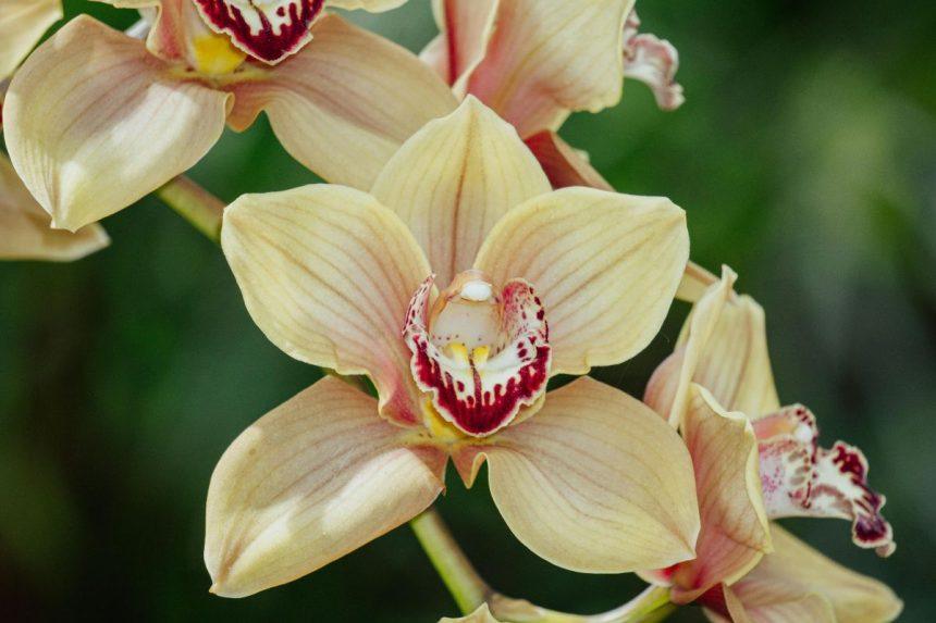 Orchidėjų priežiūros paslaptis: štai kaip nupjauti žiedynstiebius ir priversti gėlę žydėti vėl