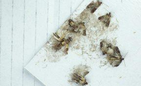 Padėkite tai spintelėse: maistinės kandys čia daugiau nekels kojos!