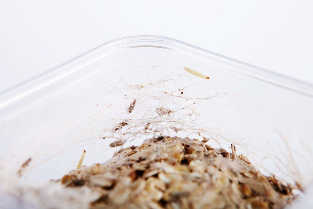 Padėkite tai spintelėse: maistinės kandys čia daugiau nekels kojos! Kaip atpažinti maistines kandis