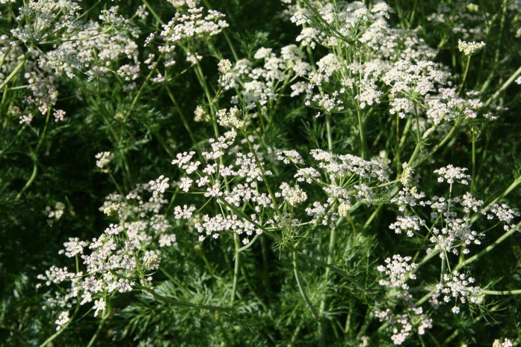 Pamirštas virtuvės lobis: šis prieskonis veikia kaip eliksyras ir padeda ten, kur dažnas nesitiki. Teigiamos kmyno savybės sėklose