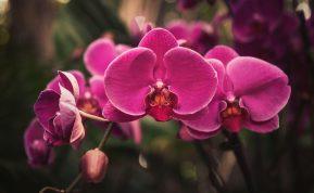 Paprasta gudrybė, kuri padės atgaivinti orchidėją