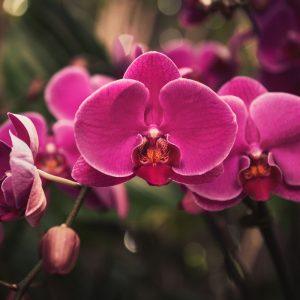 Paprasta gudrybė, kuri padės atgaivinti orchidėją