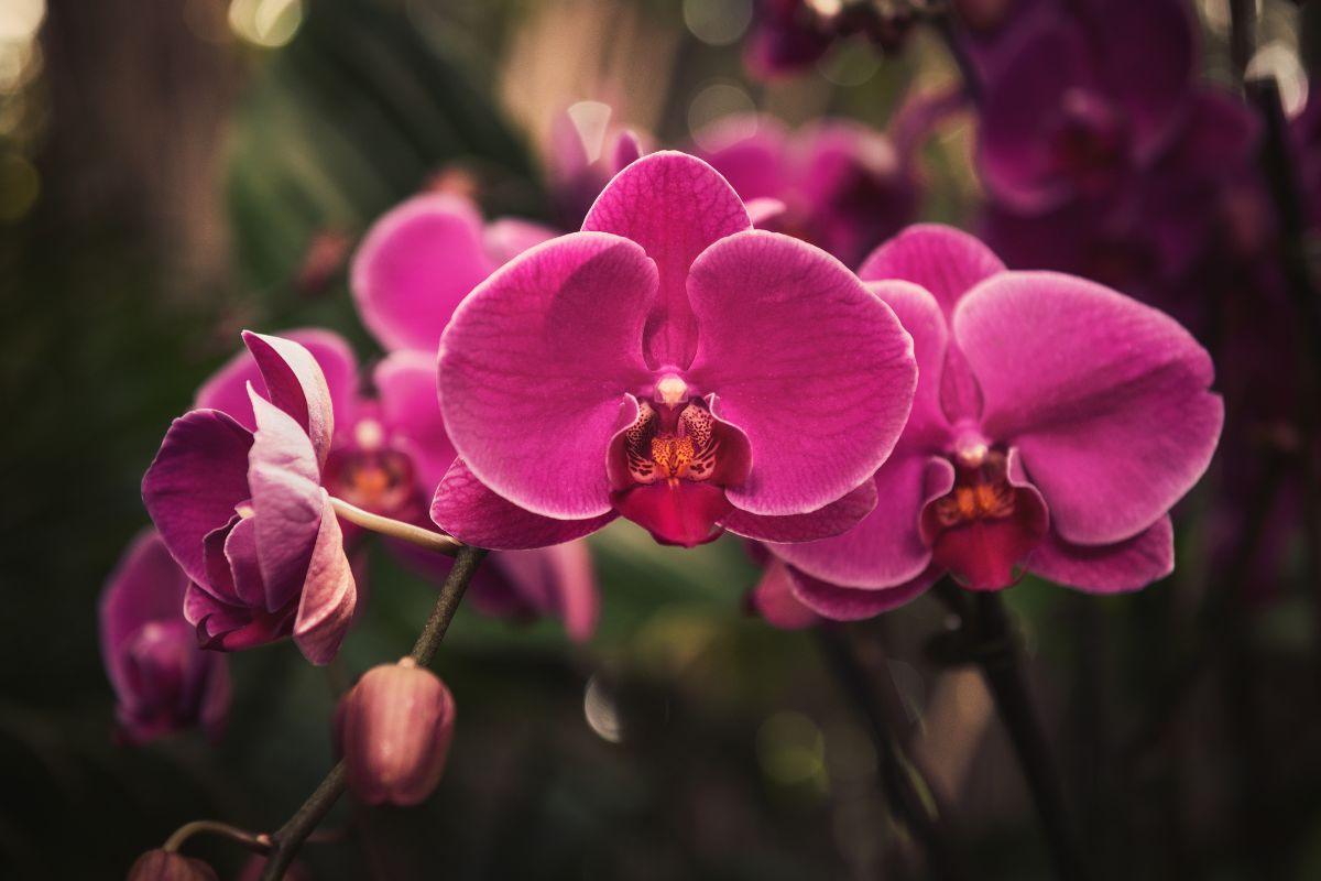 Paprasta gudrybė, kuri padės atgaivinti orchidėją