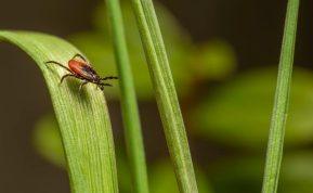 Paprastas purškalas nuo erkių. Veiksmingiausia natūrali priemonė jas atbaidyti