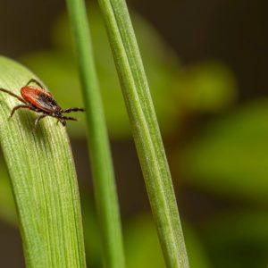 Paprastas purškalas nuo erkių. Veiksmingiausia natūrali priemonė jas atbaidyti