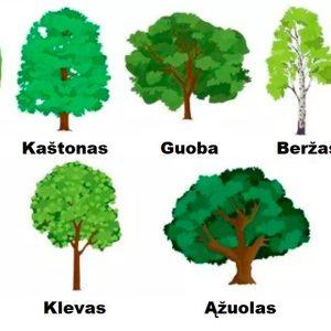 Pasirinkite 1 medį - ir sužinokite kas jūsų laukia 2026 metais