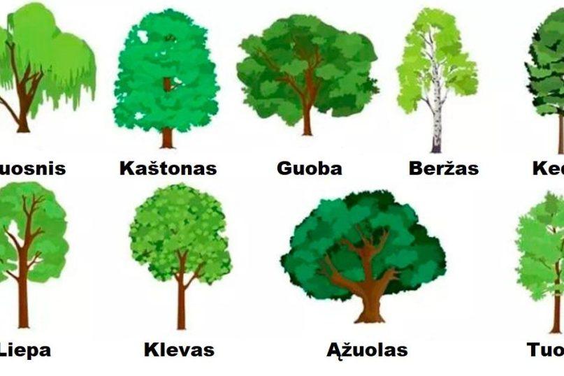 Pasirinkite 1 medį - ir sužinokite kas jūsų laukia 2026 metais