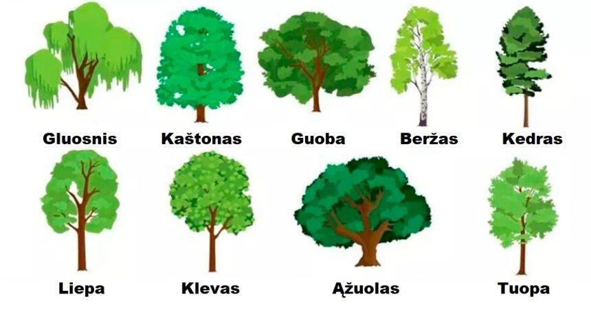Pasirinkite 1 medį - ir sužinokite kas jūsų laukia 2026 metais