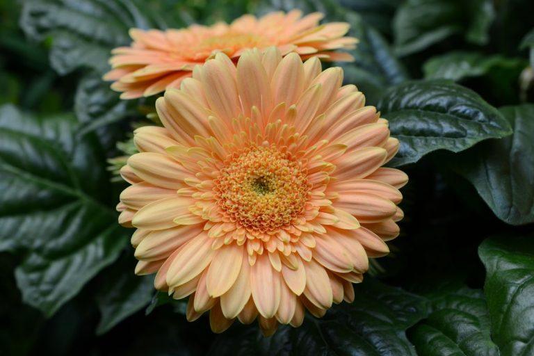 Pasirinkite vieną iš šių gėlių: tai padės sužinoti, kada susituoksite. Gerbera