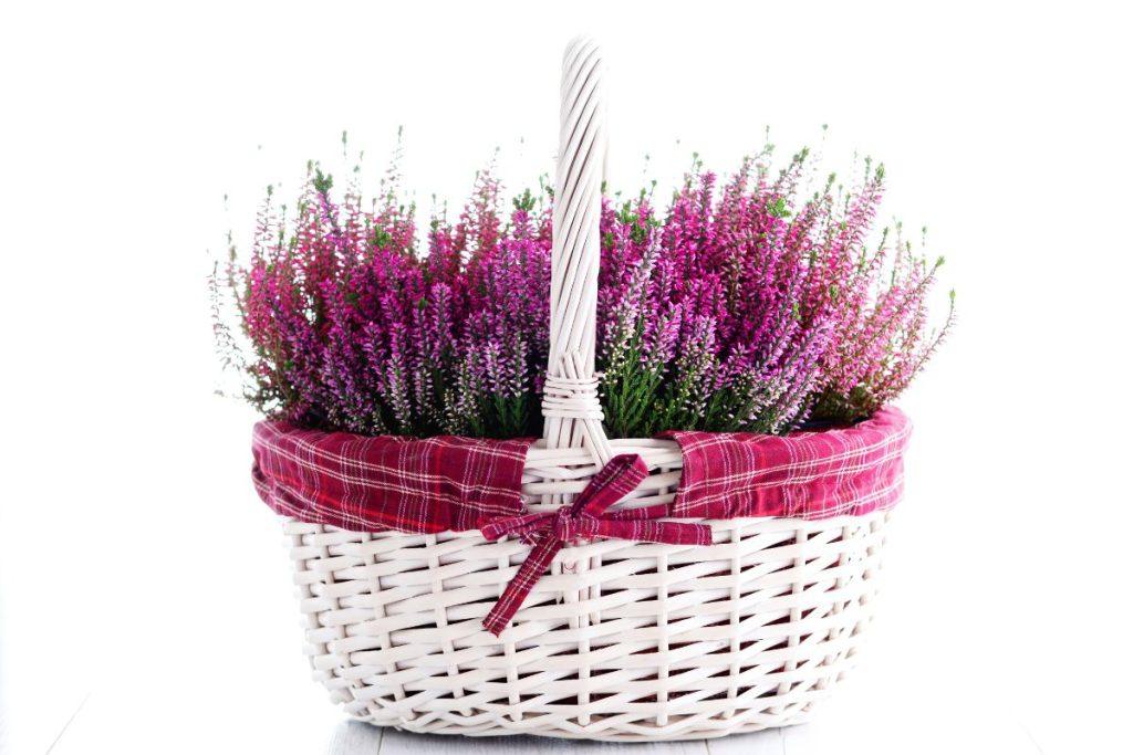 Pasirodo ši gėlė ne tik puošia namus, bet gali būti tikras išsigelbėjimas Jūsų skrandžiui per Kalėdas. Viržių arbatos nauda