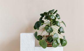 Per dažnai šis produktas atsiduria šiukšliadėžėje: išdžiovinkite, sutarkuokite ir stebėkite kaip augalai atsigauna.