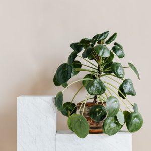 Per dažnai šis produktas atsiduria šiukšliadėžėje: išdžiovinkite, sutarkuokite ir stebėkite kaip augalai atsigauna.