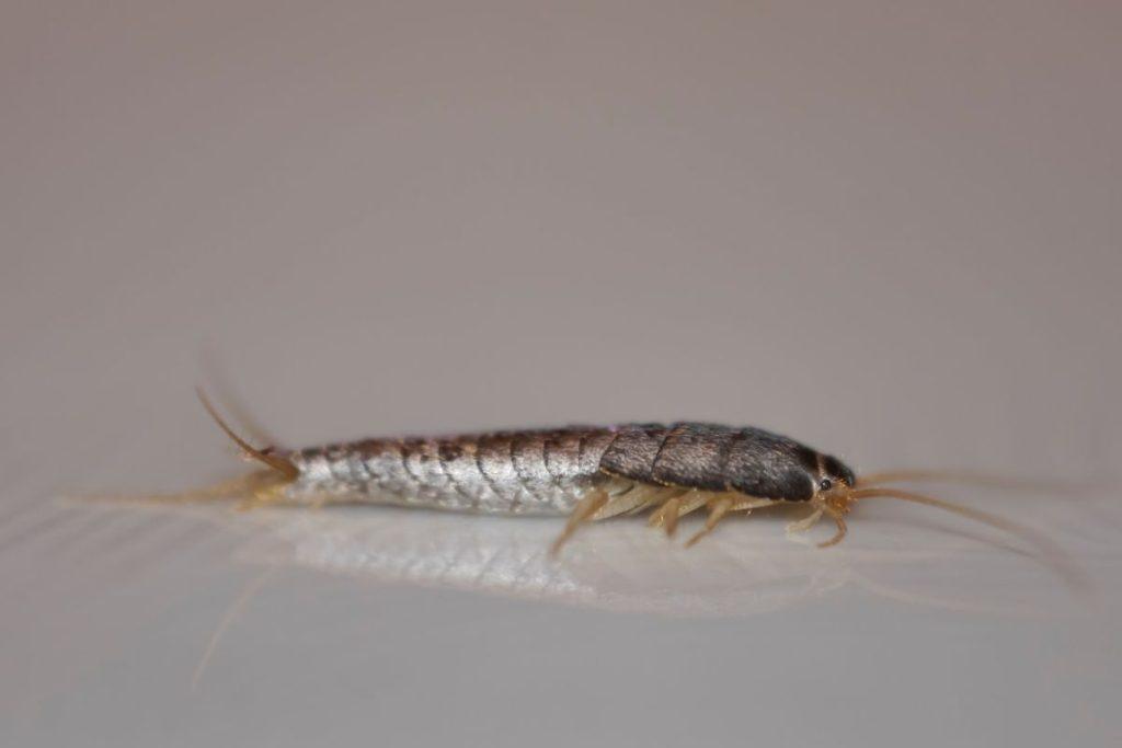 Perpjaunu pusiau ir palieku vonioje per naktį: mažai, kas žino šį bulvių panaudojimo būdą. Sidabriniai žvyniukai