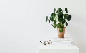 Pinigų medis: kaip užtikrinti, kad jūsų augalas augtų sveikas namuose