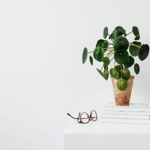 Pinigų medis: kaip užtikrinti, kad jūsų augalas augtų sveikas namuose