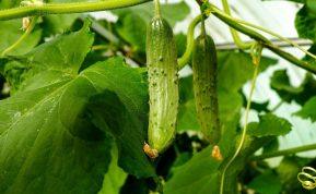 Puikus agurkų auginimo būdas: gerokai didesnis derlius, o pastangos minimalios!