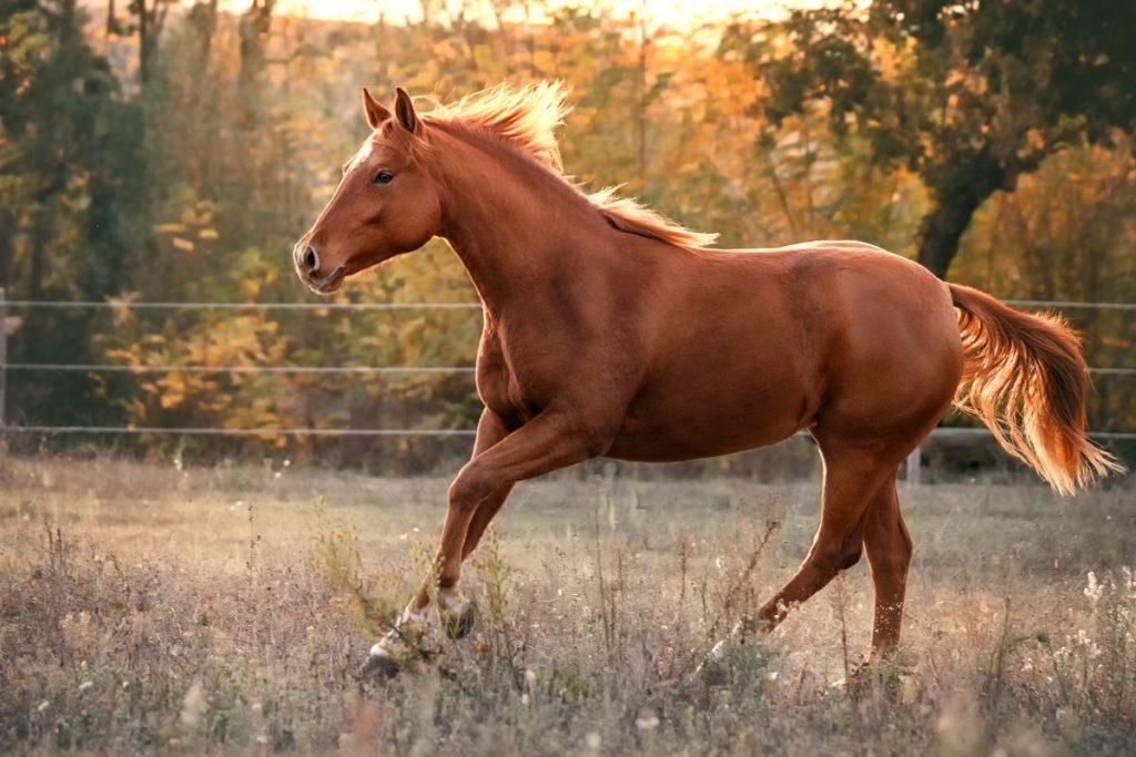 Raudonojo ugninio arklio ypatingumas