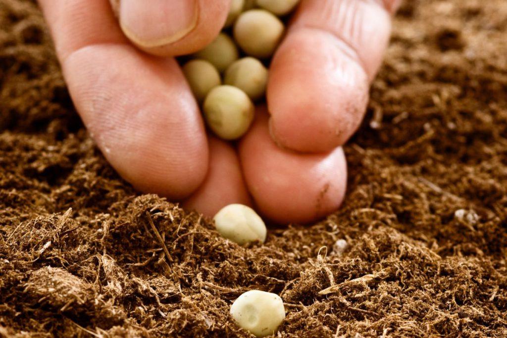 Sėjos kalendorius pagal Mėnulį 2026 metams. Gegužė - sodinimui darže