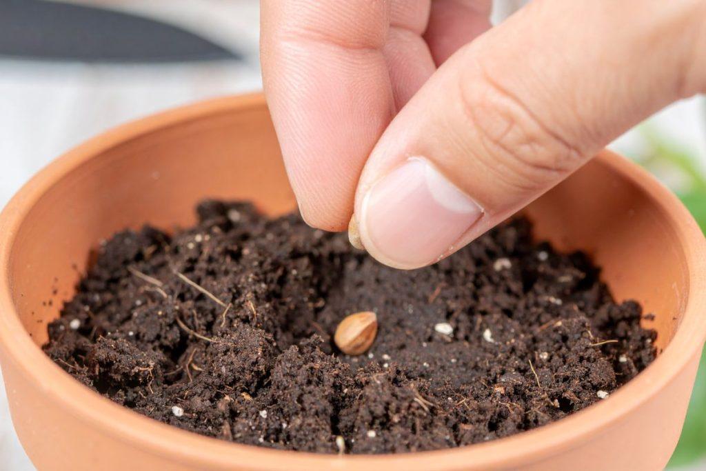 Sėjos kalendorius pagal Mėnulį 2026 metams. Žalumynų sodinimas namuose sausį