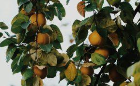 Šį augalą verta turėti savo sode: jo vaisiai dovanos jums gardžiausias uogienes ir sirupus