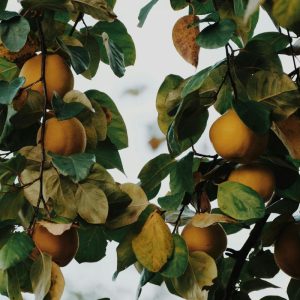 Šį augalą verta turėti savo sode: jo vaisiai dovanos jums gardžiausias uogienes ir sirupus