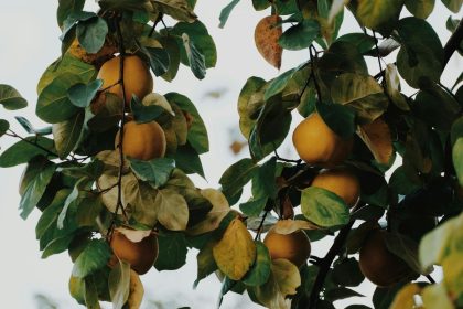 Šį augalą verta turėti savo sode: jo vaisiai dovanos jums gardžiausias uogienes ir sirupus