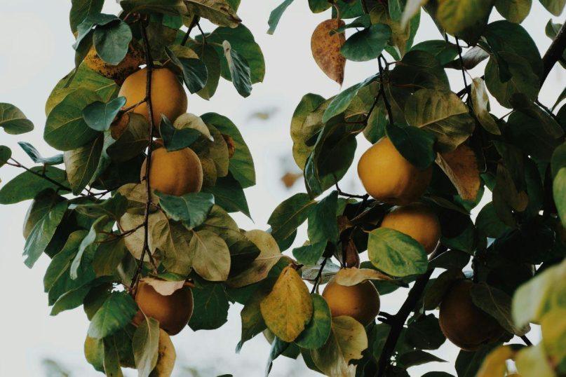 Šį augalą verta turėti savo sode: jo vaisiai dovanos jums gardžiausias uogienes ir sirupus