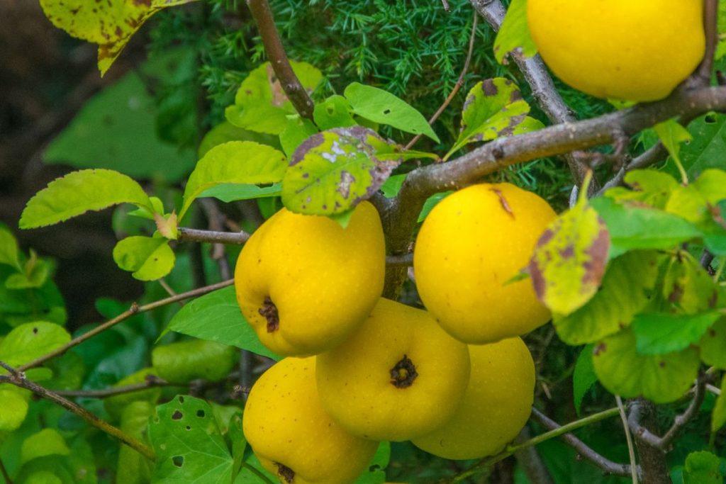 Šį augalą verta turėti savo sode: jo vaisiai dovanos jums gardžiausias uogienes ir sirupus. Kur geriausia sodinti cidoniją