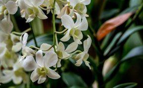 Šios naminės trąšos orchidėjoms daro stebuklus: gėlės sužydi net tada, kai jau nuleidote rankas