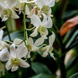 Šios naminės trąšos orchidėjoms daro stebuklus: gėlės sužydi net tada, kai jau nuleidote rankas