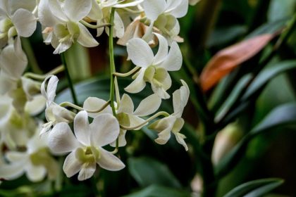 Šios naminės trąšos orchidėjoms daro stebuklus: gėlės sužydi net tada, kai jau nuleidote rankas