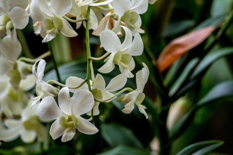 Šios naminės trąšos orchidėjoms daro stebuklus: gėlės sužydi net tada, kai jau nuleidote rankas