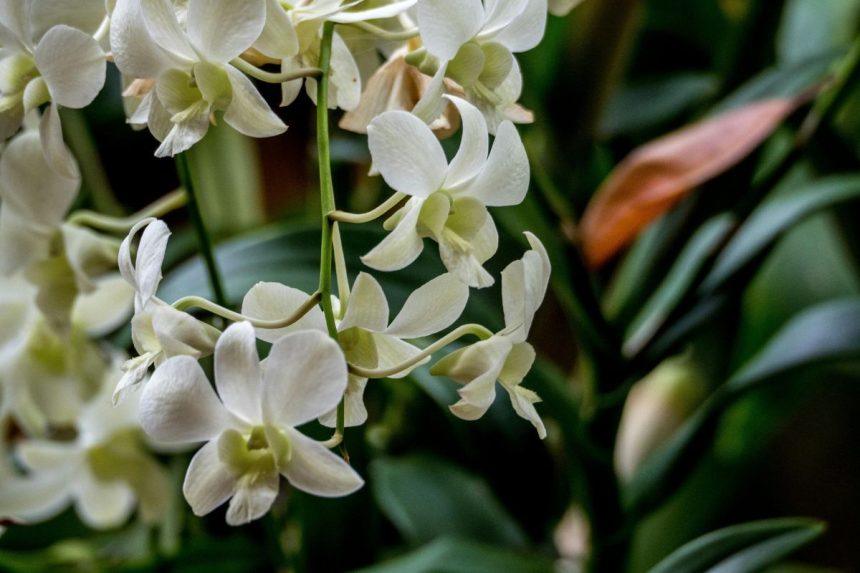 Šios naminės trąšos orchidėjoms daro stebuklus: gėlės sužydi net tada, kai jau nuleidote rankas