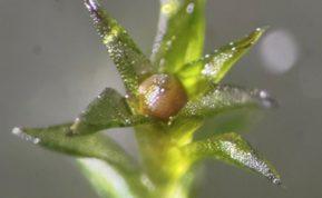 Šis augalas gali pakeisti žmonijos ateitį už Žemės ribų. Nepatikėsite, kas tai. Nuotrauka priklauso: scientificamerican.com