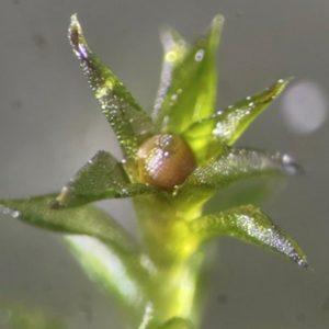 Šis augalas gali pakeisti žmonijos ateitį už Žemės ribų. Nepatikėsite, kas tai. Nuotrauka priklauso: scientificamerican.com