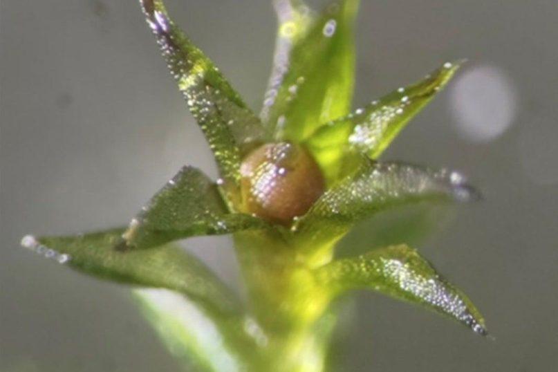 Šis augalas gali pakeisti žmonijos ateitį už Žemės ribų. Nepatikėsite, kas tai. Nuotrauka priklauso: scientificamerican.com