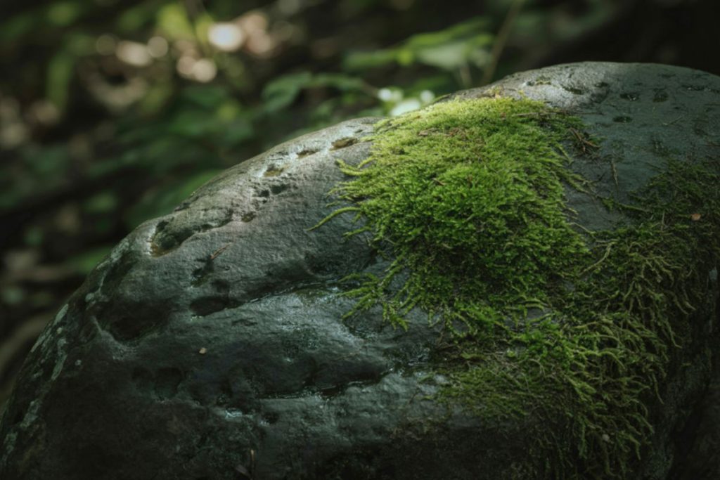 Šis augalas gali pakeisti žmonijos ateitį už Žemės ribų. Nepatikėsite, kas tai. Skaičiai keičia požiūrį į gyvybę