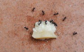 Šis preparatas padės greitai ir veiksmingai išnaikinti skruzdes jūsų namuose