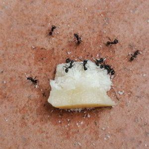 Šis preparatas padės greitai ir veiksmingai išnaikinti skruzdes jūsų namuose