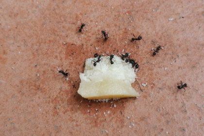 Šis preparatas padės greitai ir veiksmingai išnaikinti skruzdes jūsų namuose